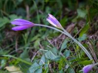 Zwei lange, gebogene Herbstzeitlosen Blüten